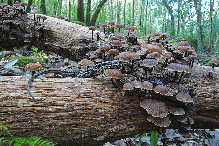 Podarcis muralis ?